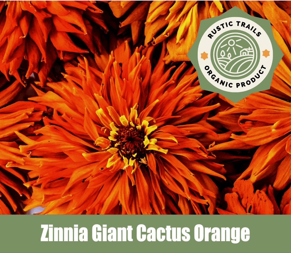 Giant Cactus Zinnia Orange